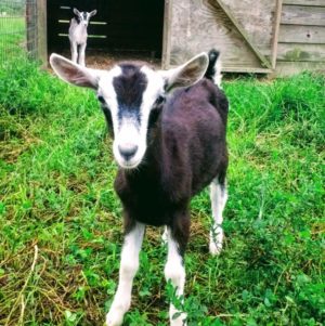 Aster the baby goat