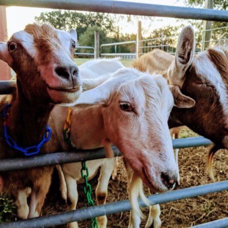 Three goats