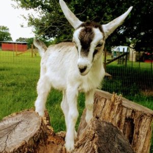 Daisy as a kid on a stump