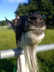 Apple the goat with great goatee